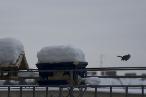 A Cyanistes caeruleus Visits The Balcony