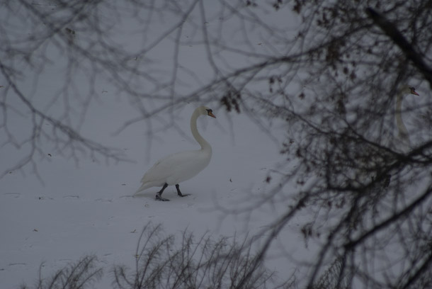 Swans Walk Along A Frozen Waterway