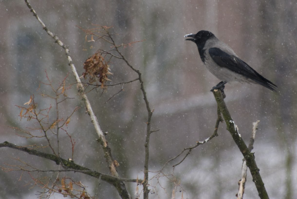 A Hooded Crow With Snow On Its Beak