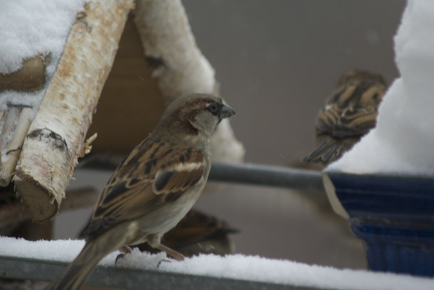 Sparrows Visited The Balcony