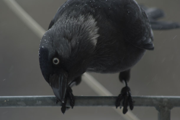 A Jackdaw Visits The Balcony