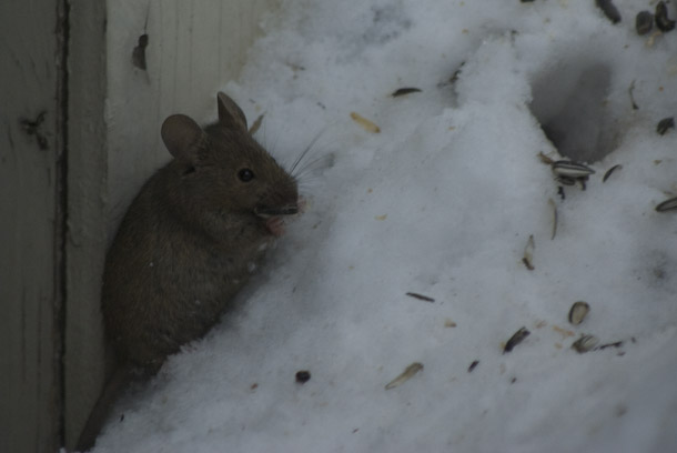 A Mouse Visits The Balcony To Steal A Seed Cutely