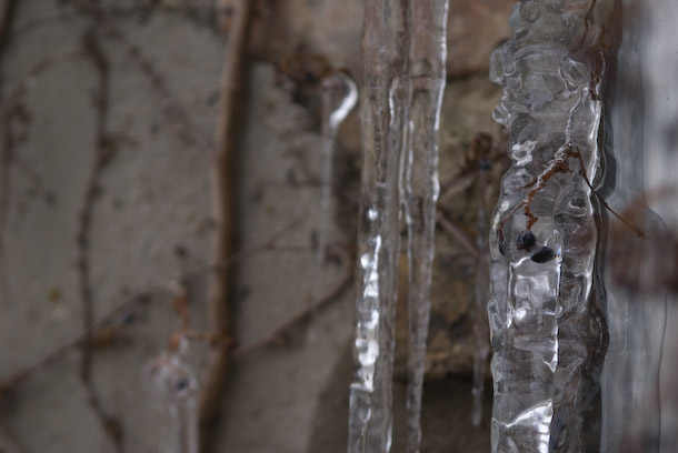 Grapevine With Grapes Frozen In Icicle