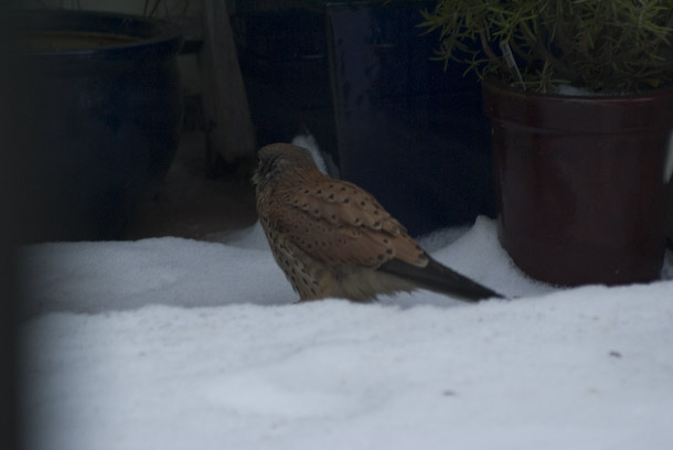 A Kestrel Visits The Balcony To Hunt Sparrows