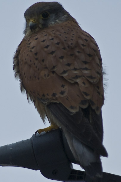 A Beautiful Kestrel Visits The Balcony
