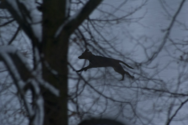A Dog Runs On A Frozen Waterway