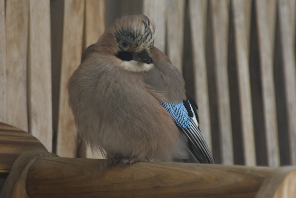 A Jay Visits The Balcony And Naps
