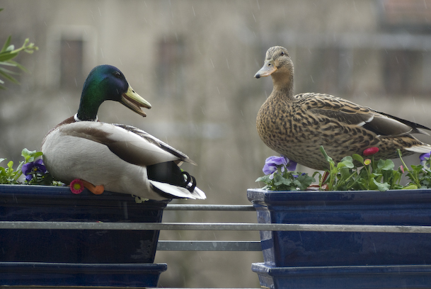 Two Big Mallards Hanging Out In Our Flowerpots And Chatting