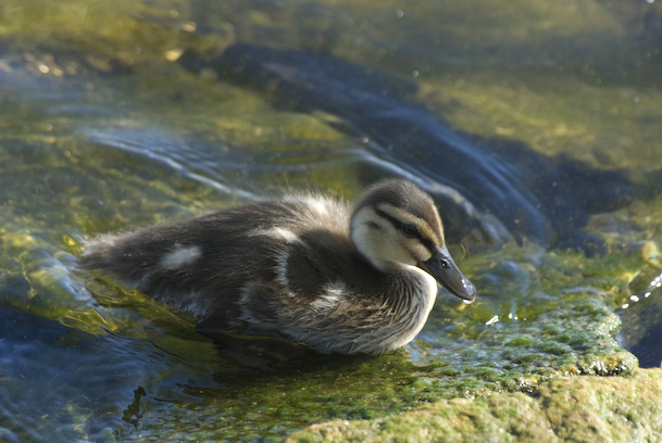 Swimming Duckling