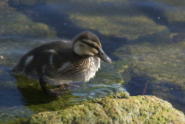 Standing Duckling
