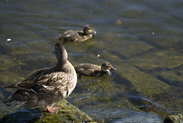 Mom Duck and Two Ducklings