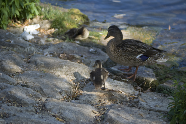 Mom Duck and Two Ducklings On Cobblestones
