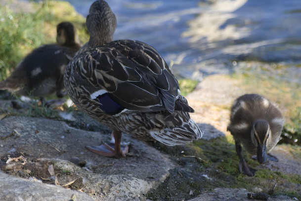 Close Shot of Mom Duck and Two Ducklings