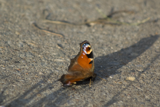 A Peacock Butterfly