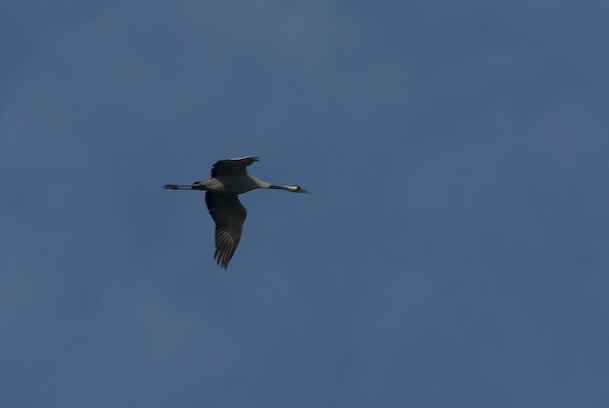 A single crane flies overhead