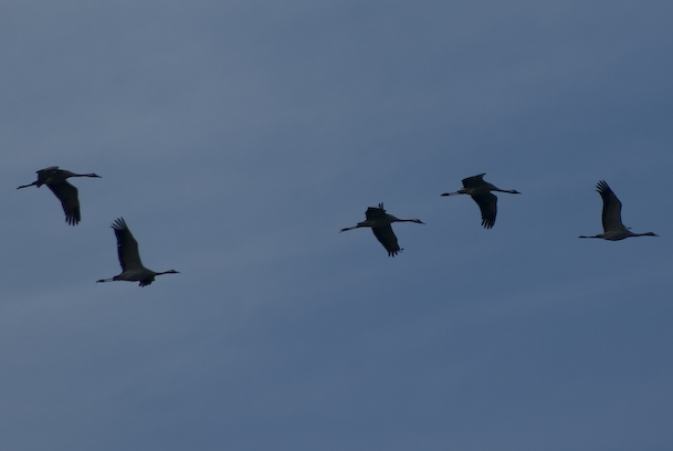 Many cranes fly overhead