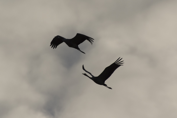 Two cranes are silhouetted at dusk