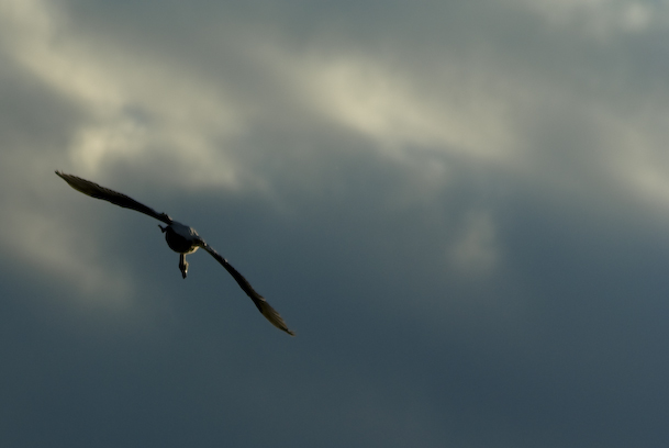 Swan Flies Over Berlin Balcony 2