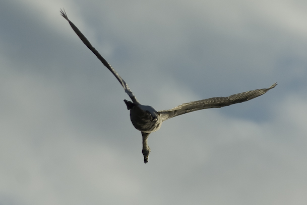 Swan Flies Over Berlin Balcony 1
